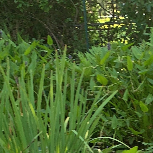 Meet your Posher, Juliana - Picture 1 of 1